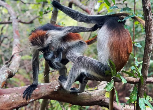 Jozani Forest And Salaam Aquarium