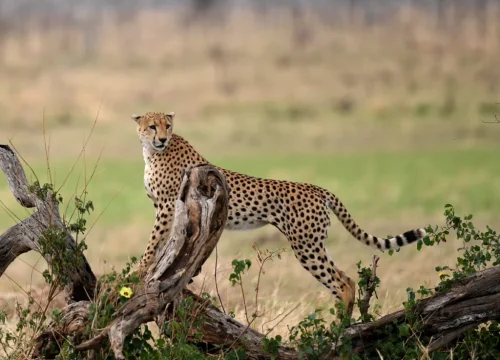 6 Days Safari From Zanzibar to Seronera, Serengeti, Ngorongoro, Tarangire & Lake Manyara