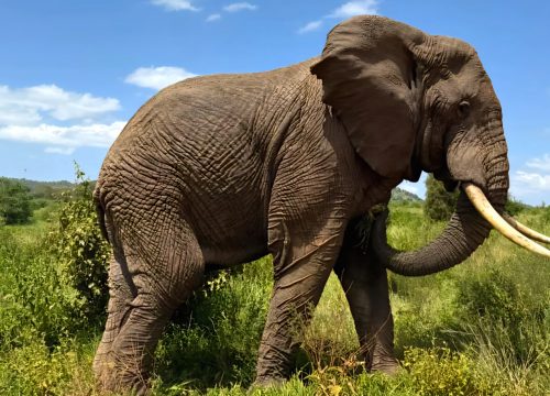 3-Days Luxury Safari:Ngorongoro Crater, Tarangire & Lake Manyara