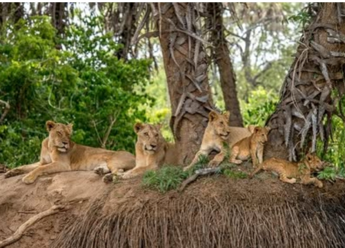 2 Days Selous Game Group Safari/ Nyerere National Park