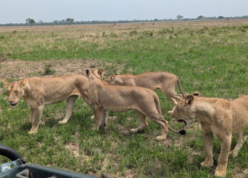 Day Trip Zanzibar To Mikumi National Park