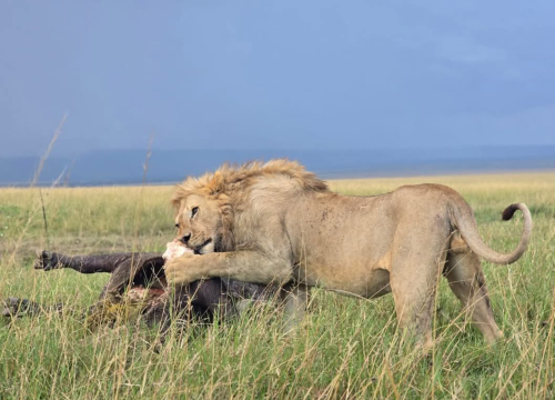 3 Days Tarangire, Ngorongoro Crater and Lake Manyara