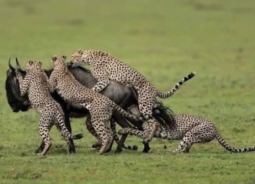 5 Days Tarangire, Serengeti and Ngorongoro Crater
