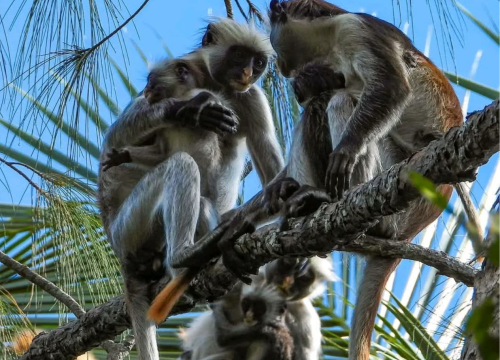 Masingini Forest Monkeys Adventure
