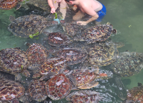 Baraka Aquarium Swimming With Turtles