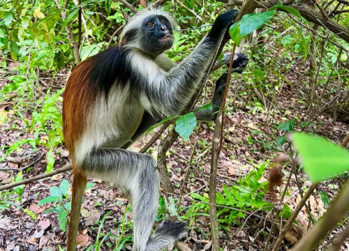Jozani Forest Monkeys