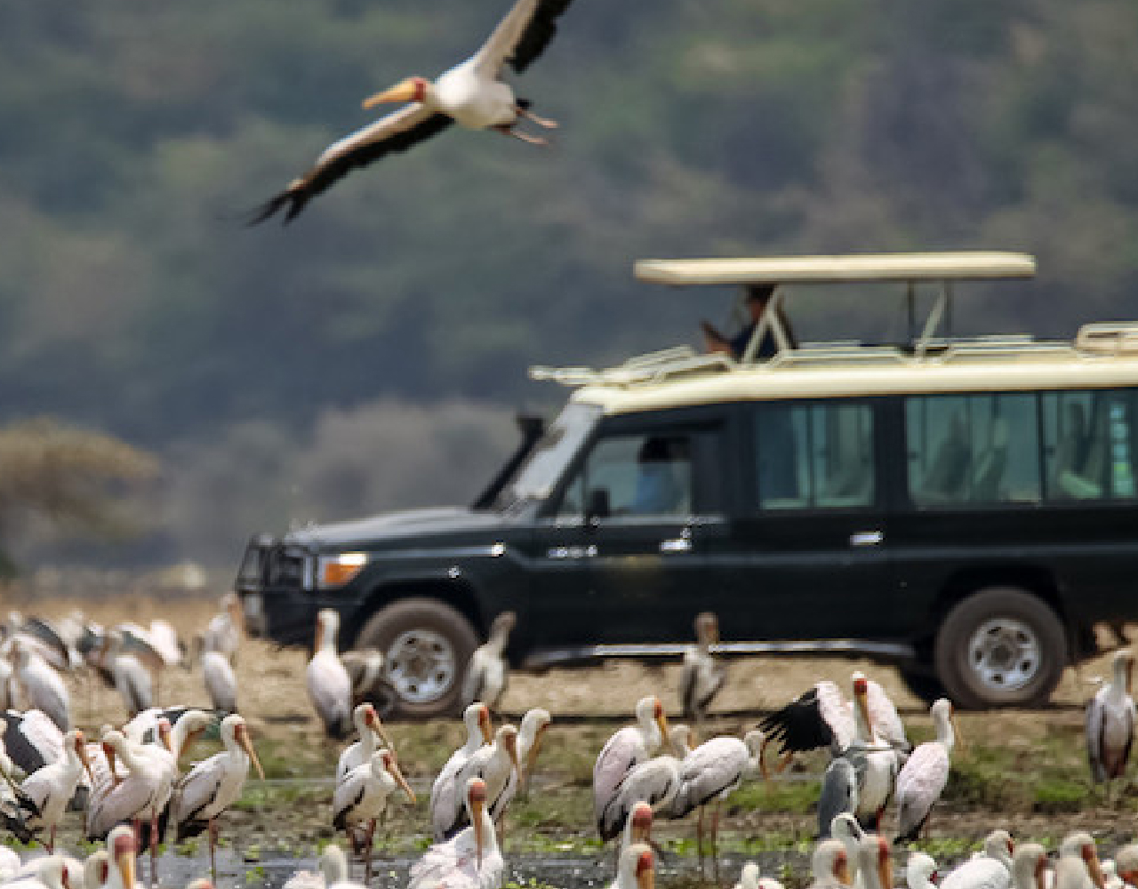 3 Days Tarangire, Ngorongoro Crater and Lake Manyara