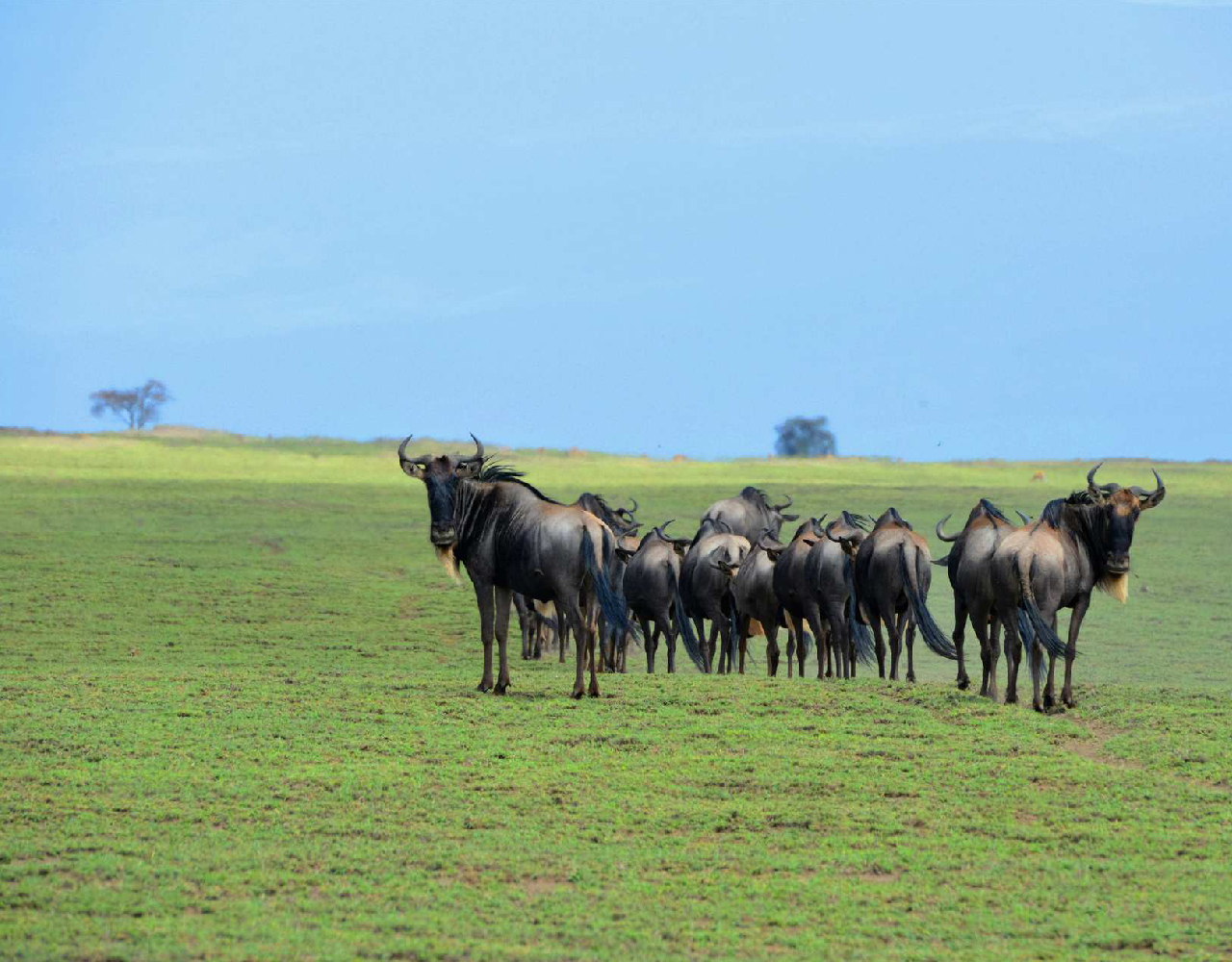 2 Days Tarangire National Park and Ngorongoro.