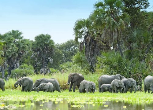 Day Trip from Zanzibar to Selous Game Reserve