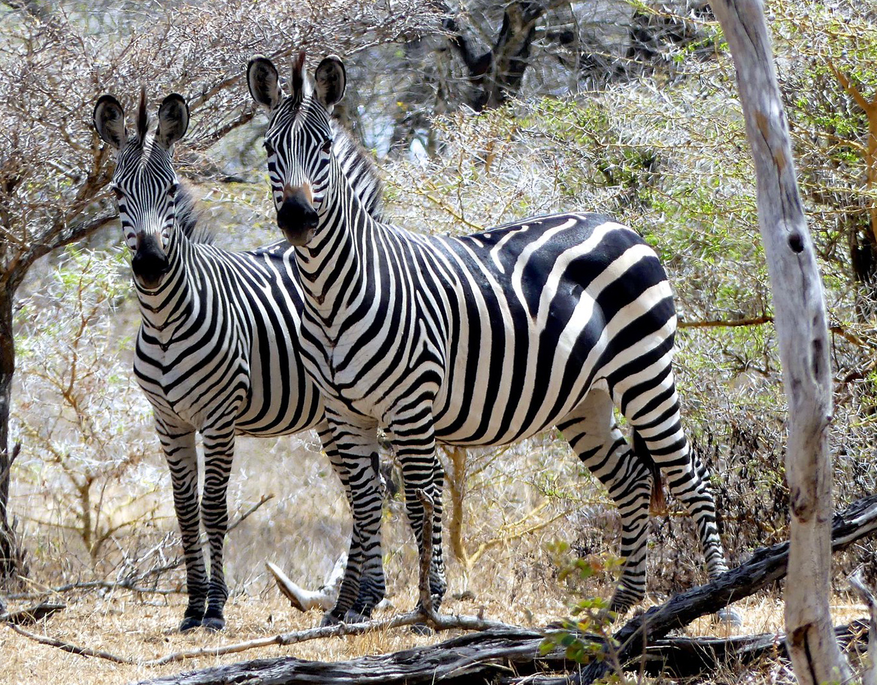 2 Days Selous Game/ Nyerere National Park