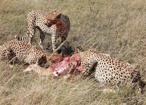 4 Days Serengeti, Ngorongoro Crater and Tarangire Park