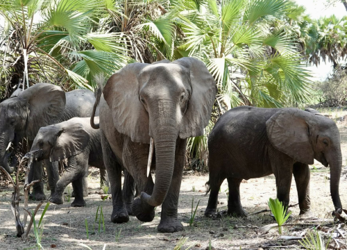 2-Day Selous Private \ Nyerere National Park