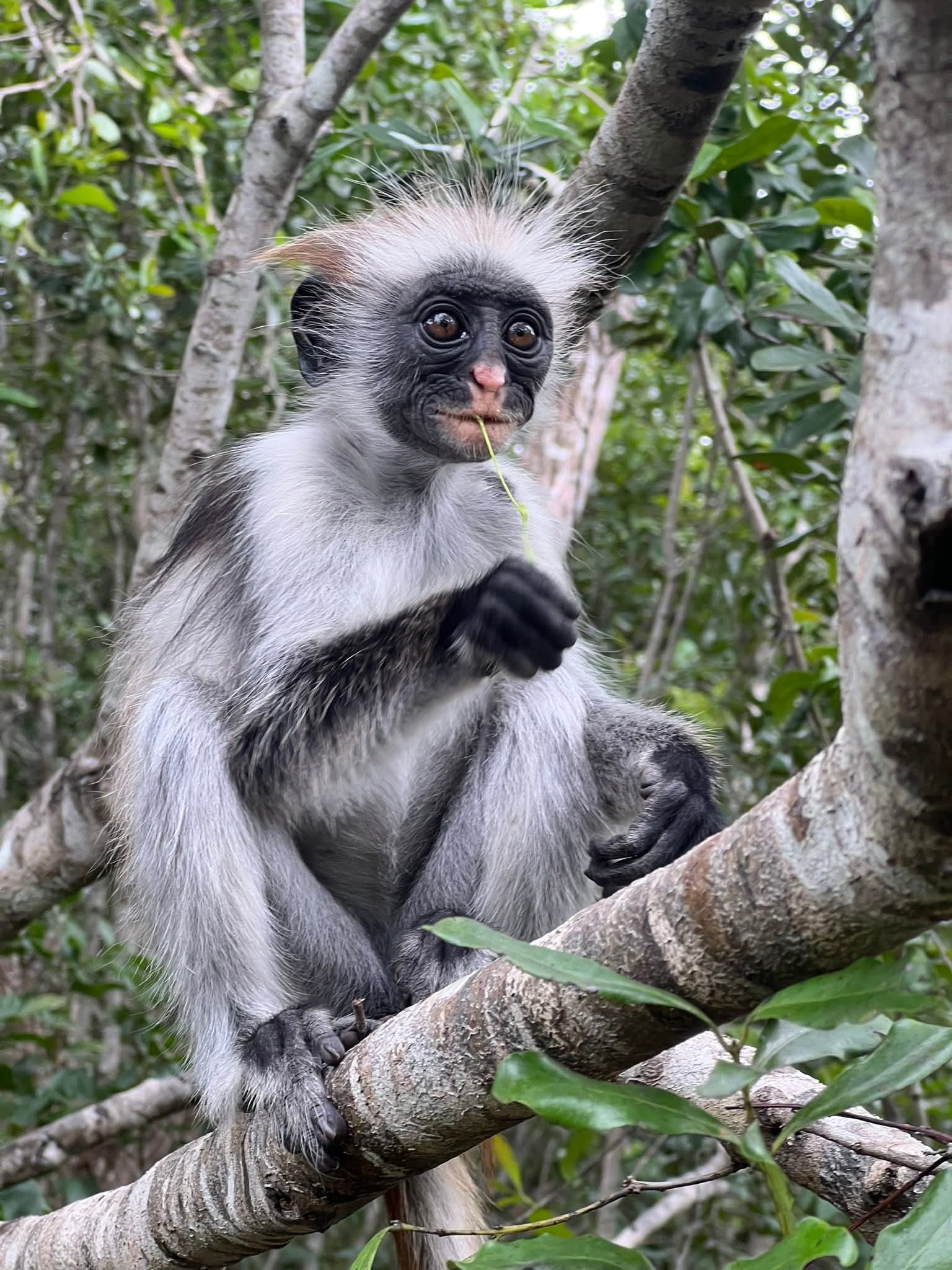 Jozani forest, Makunduchi Village and Mtende Beach